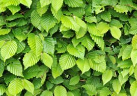 hornbeam-hedging-plants