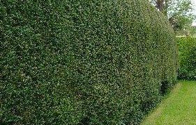 Yew Hedge Plants