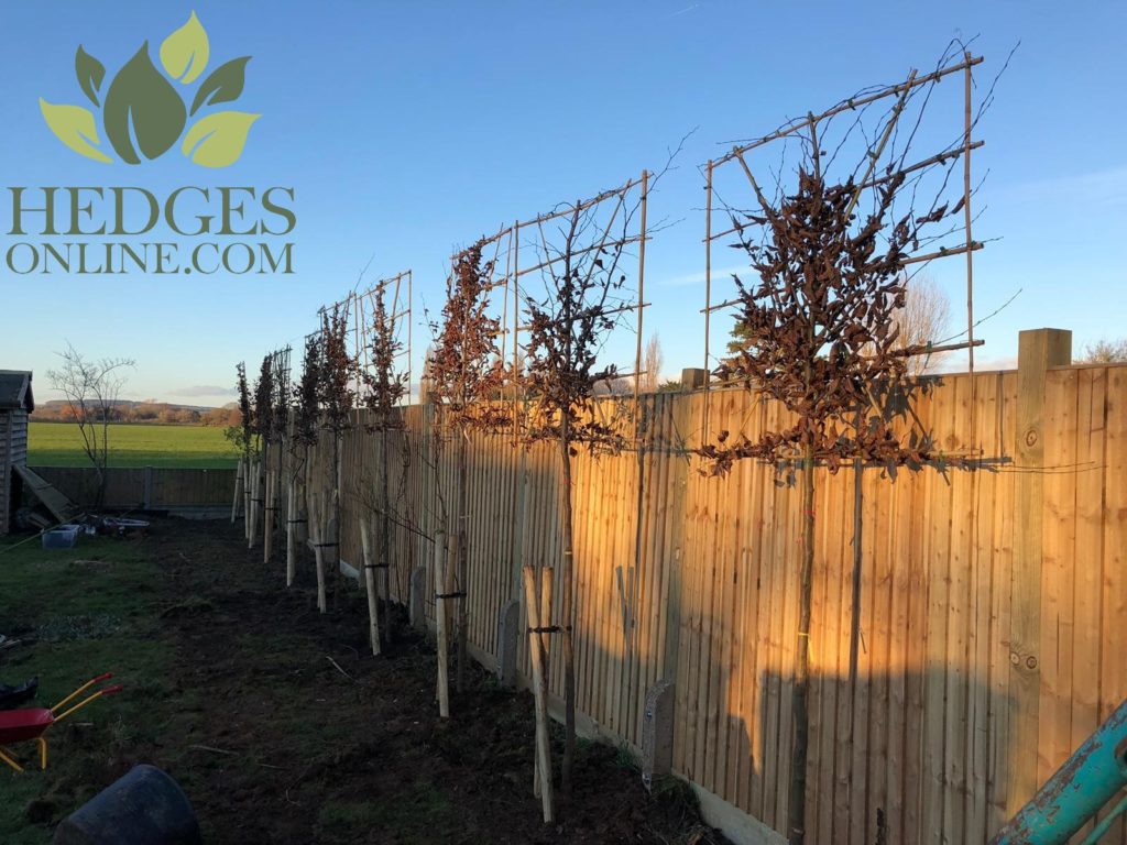 Pleached Trees to New Development Site